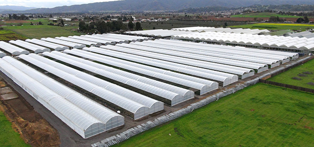 greenhouse-28.jpg